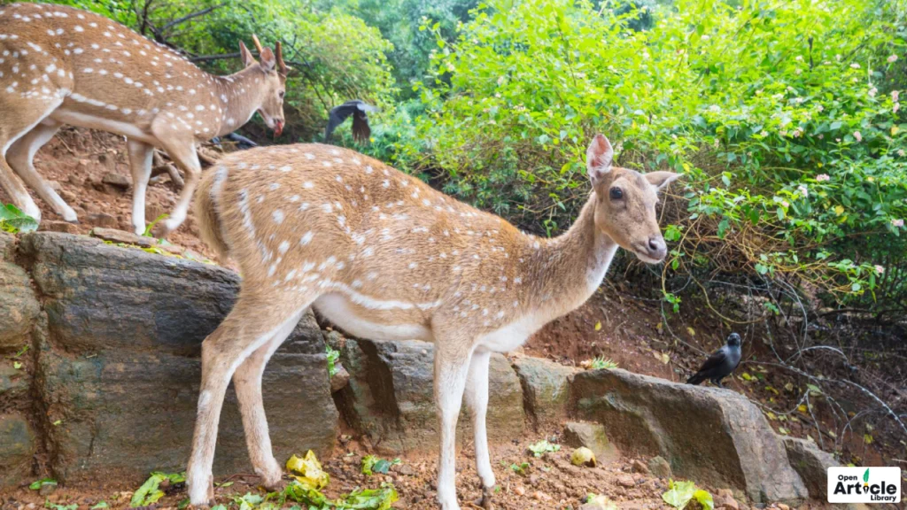 mahendra-chaudhary-zoological-park Mahendra Chaudhary Zoological Park