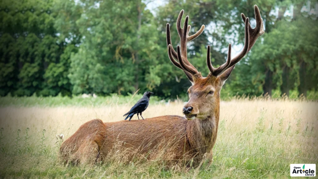 sukhna-wildlife-sanctuary Sukhna Wildlife Sanctuary