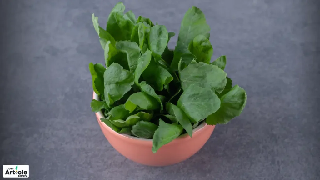 Clean and Dry the Gongura Leaves Clean and Dry the Gongura Leaves